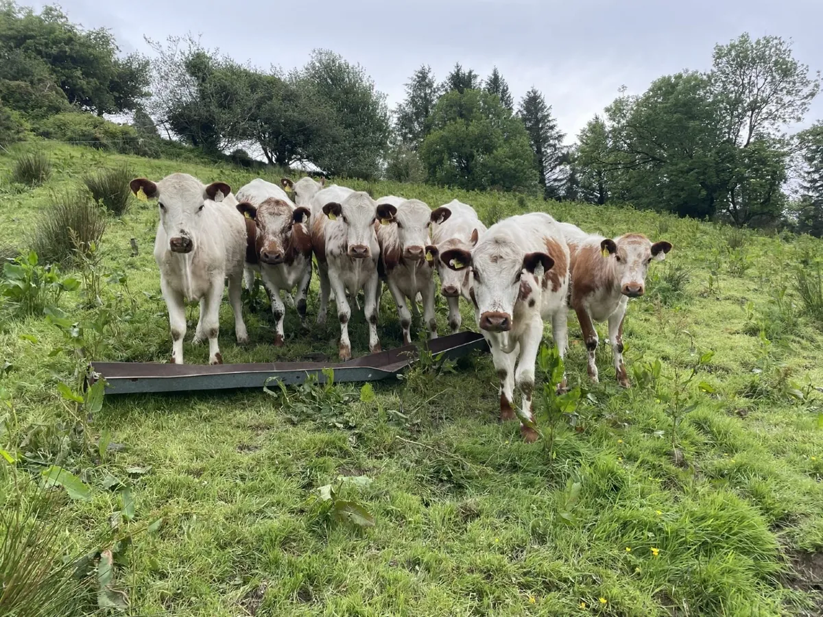 Irish Moiled Heifers