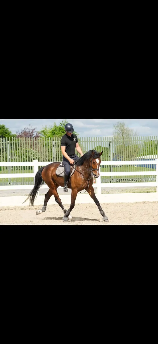 Breaking and Schooling livery - Image 1