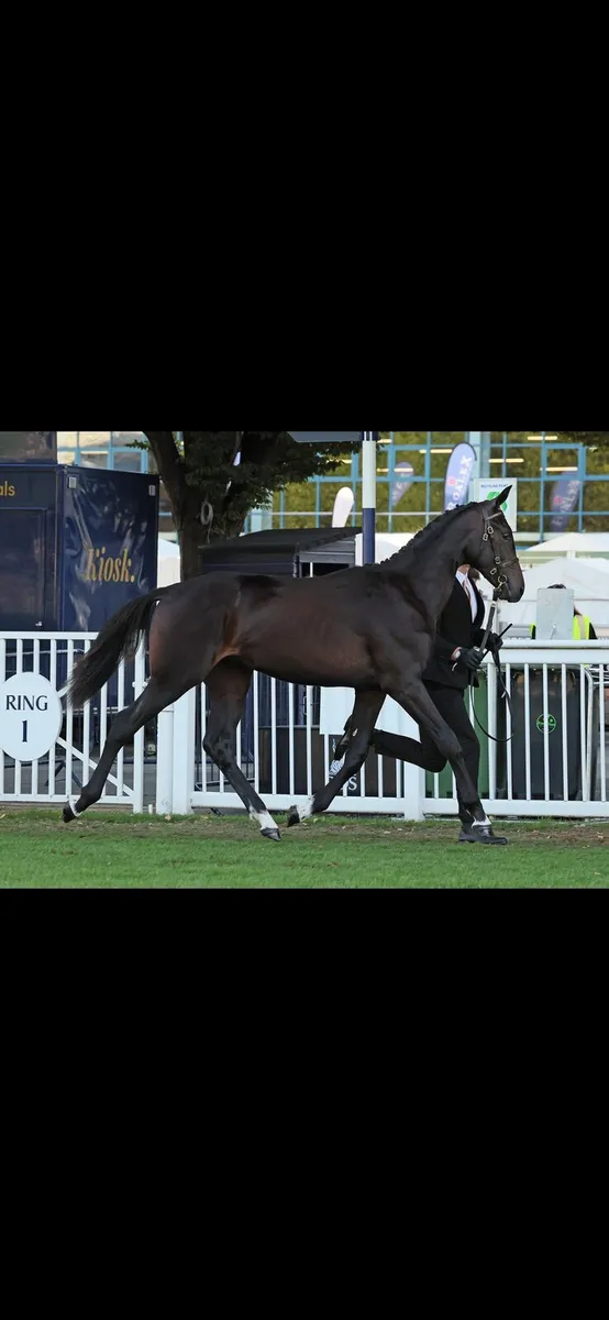 Breaking and Schooling livery - Image 4