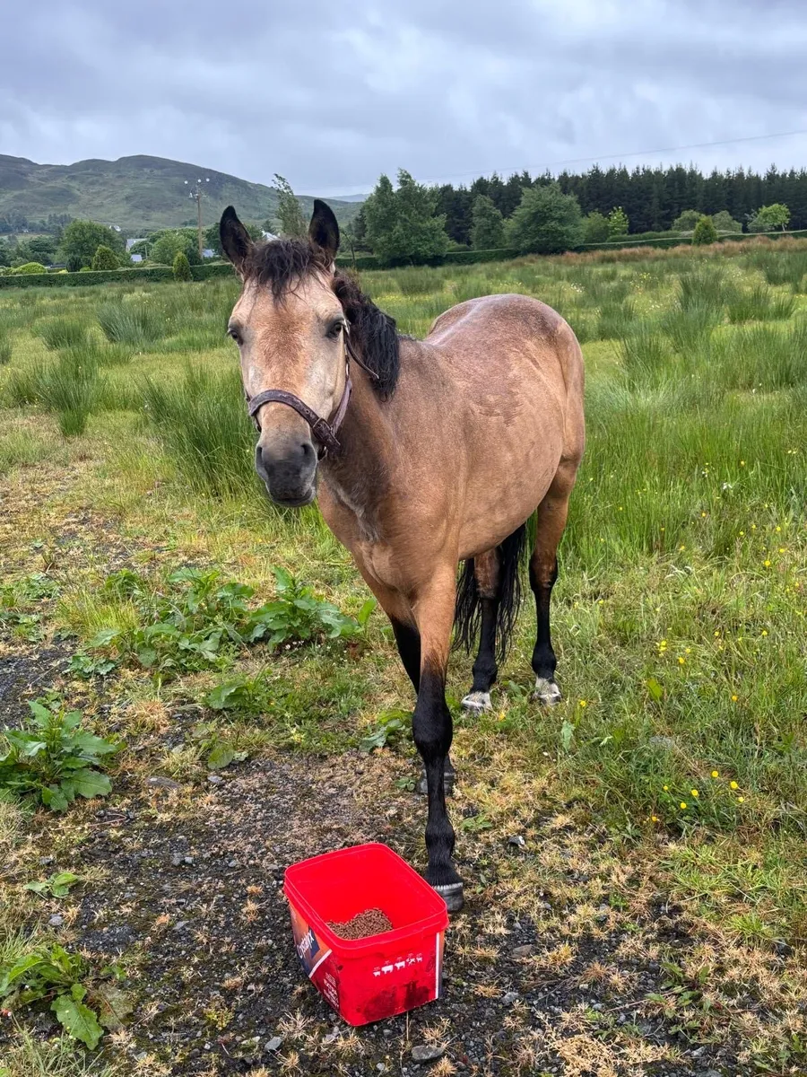 138cm 4 Year Old Connemara - Image 2