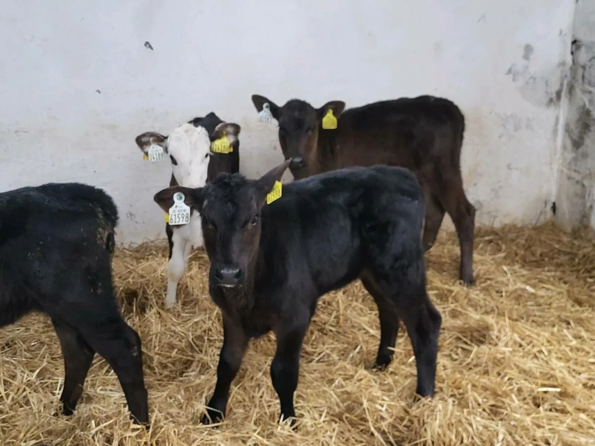 Top quality  angus heifer  calves - Image 1