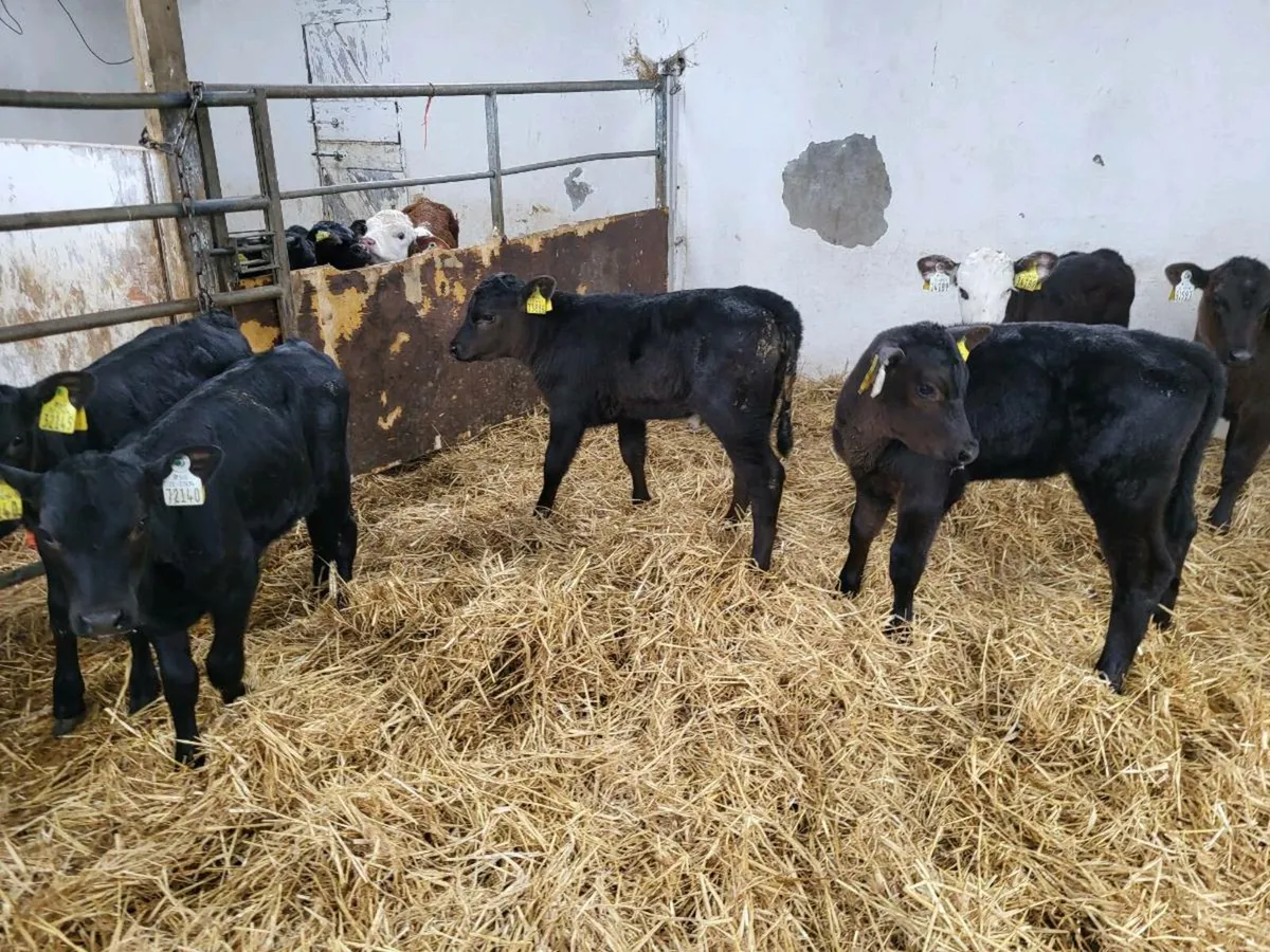 Top quality  angus heifer  calves - Image 2