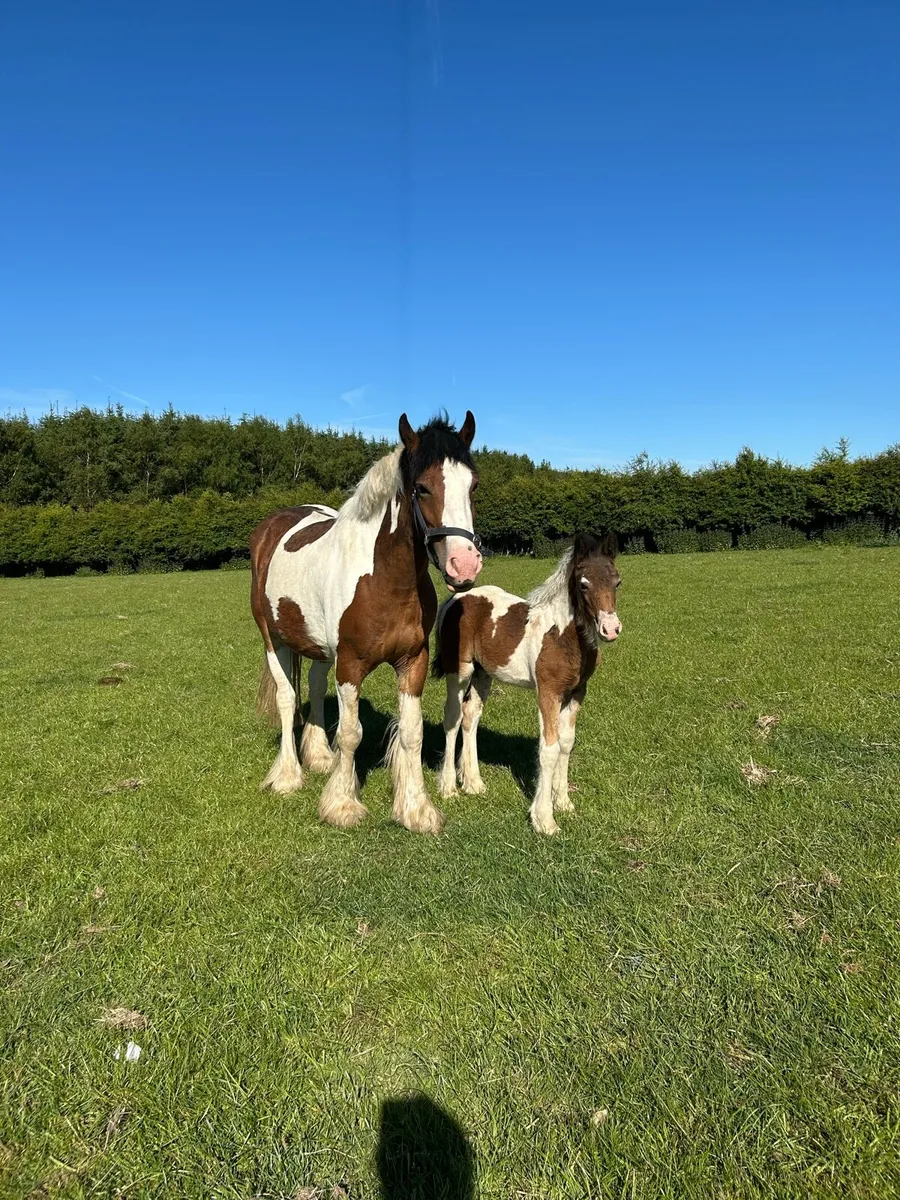4yr old mare and foal - Image 3
