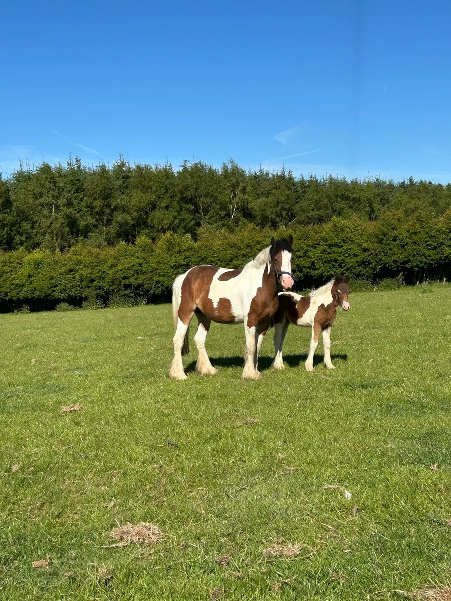 4yr old mare and foal - Image 4
