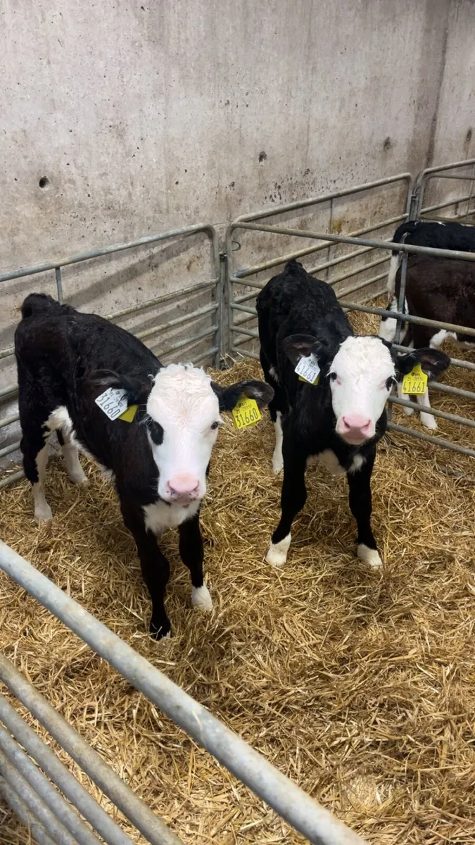 Calves - Image 2