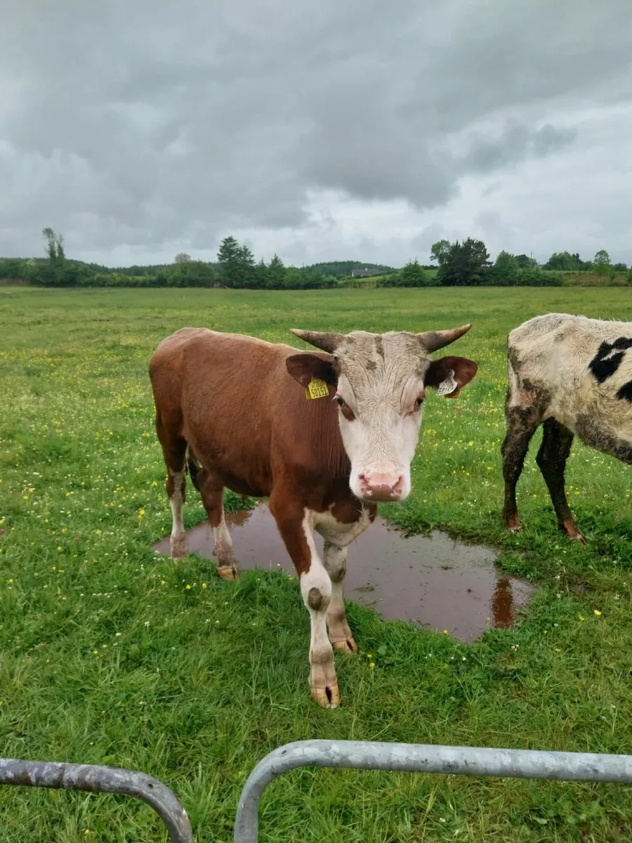 Cattle - Image 2