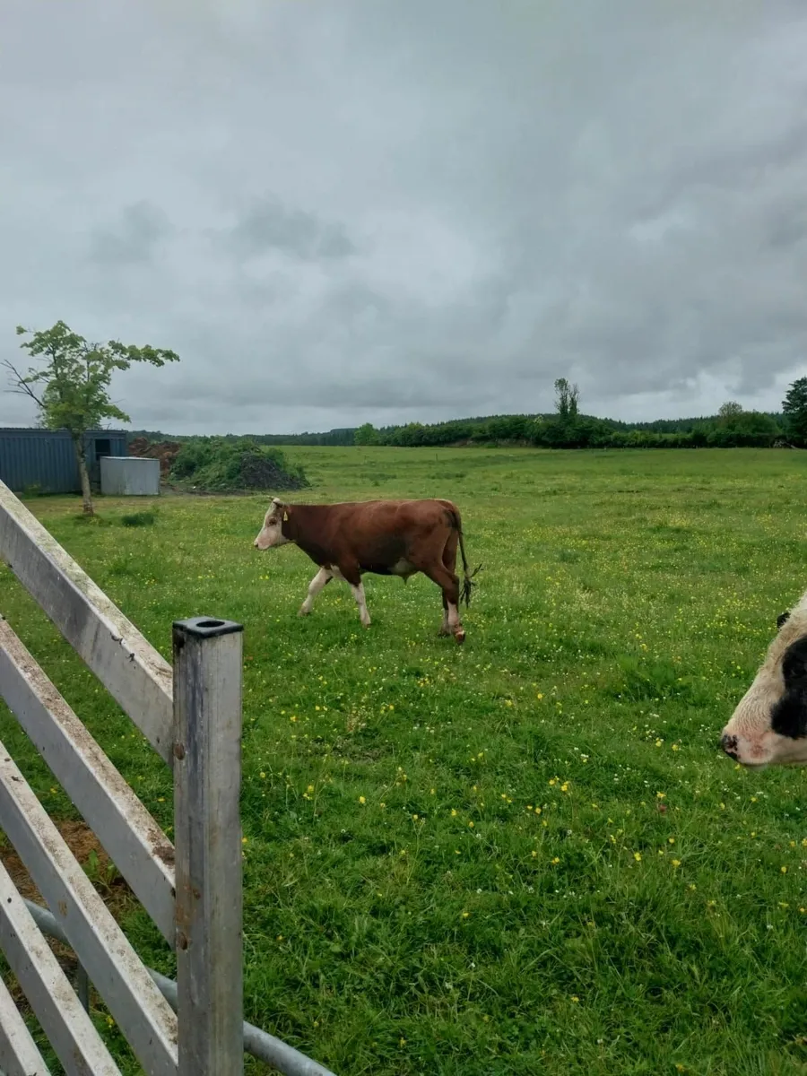 Cattle - Image 3