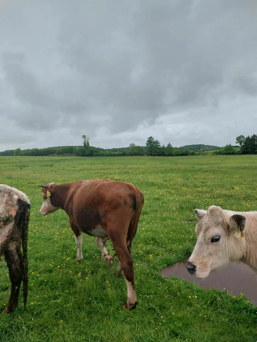Cattle - Image 1