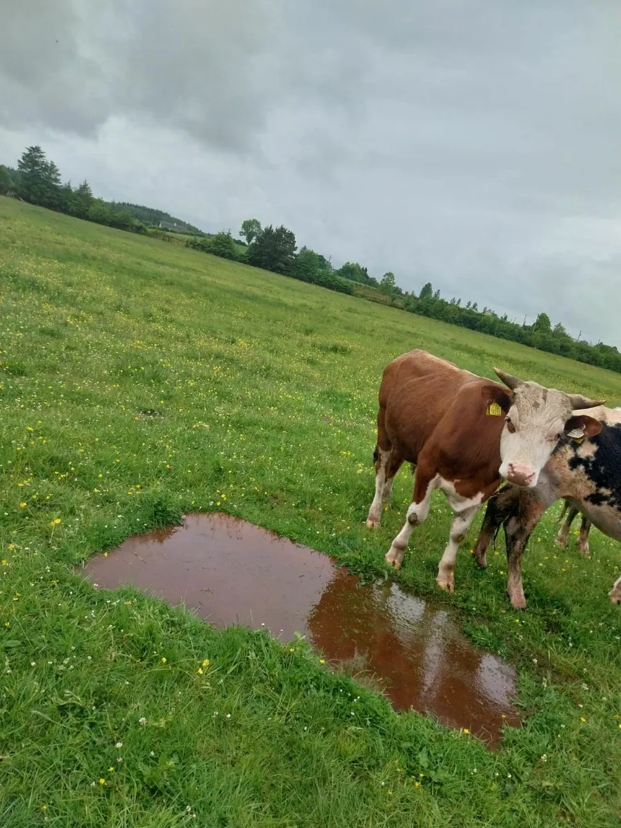 Cattle - Image 4
