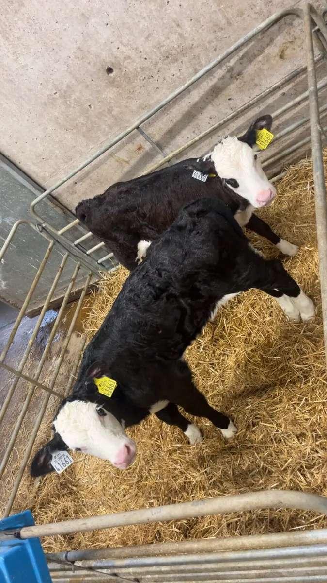 Calves - Image 1