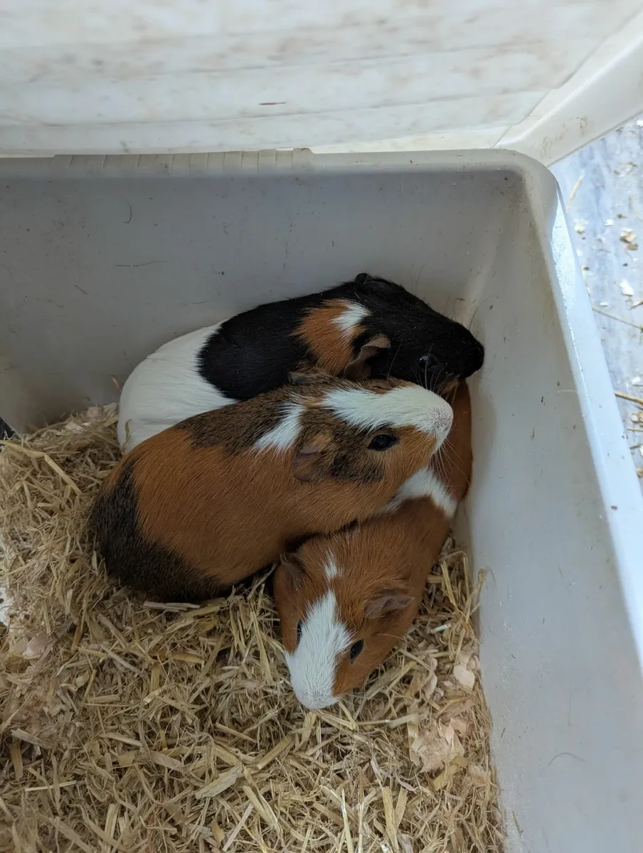Guinea pigs + indoor cages - Image 2