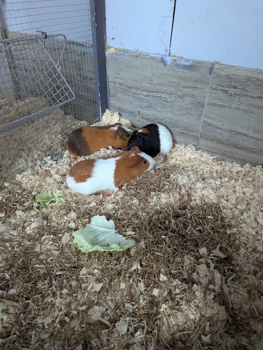 Guinea pigs + indoor cages - Image 1