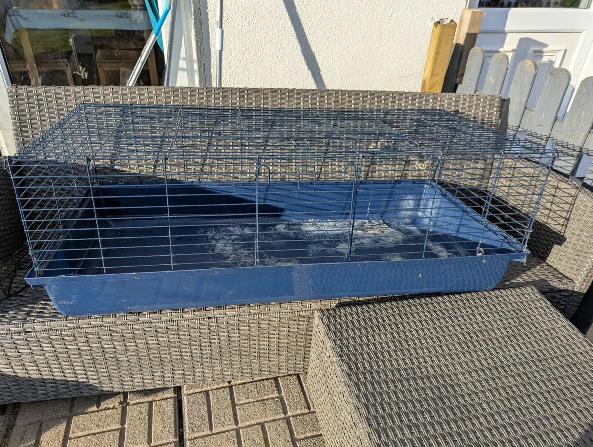 Guinea pigs + indoor cages - Image 3