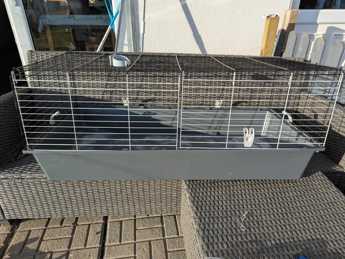 Guinea pigs + indoor cages - Image 4