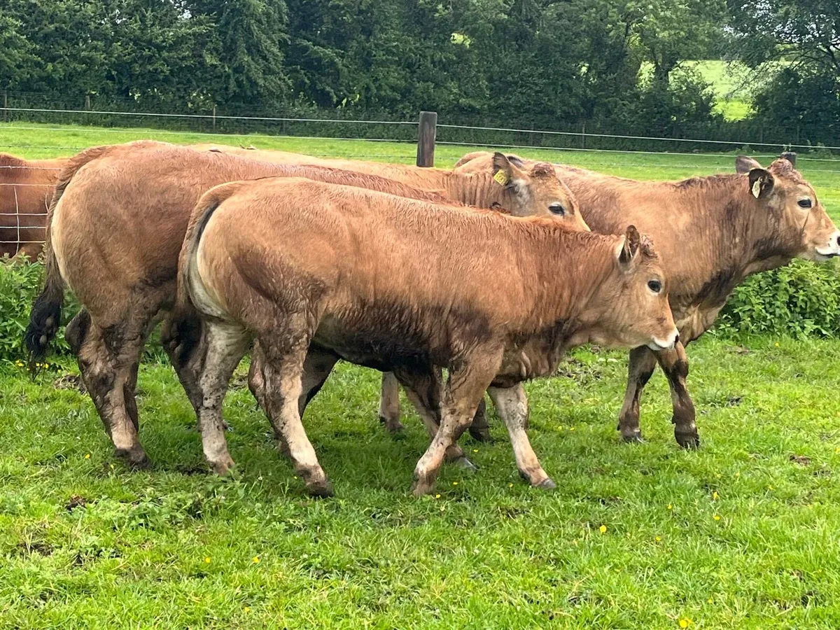 4 super  purebred Aubrac heifers - Image 1