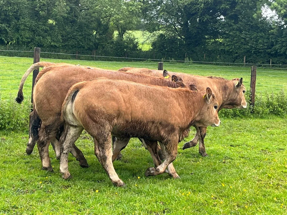 4 super  purebred Aubrac heifers - Image 2