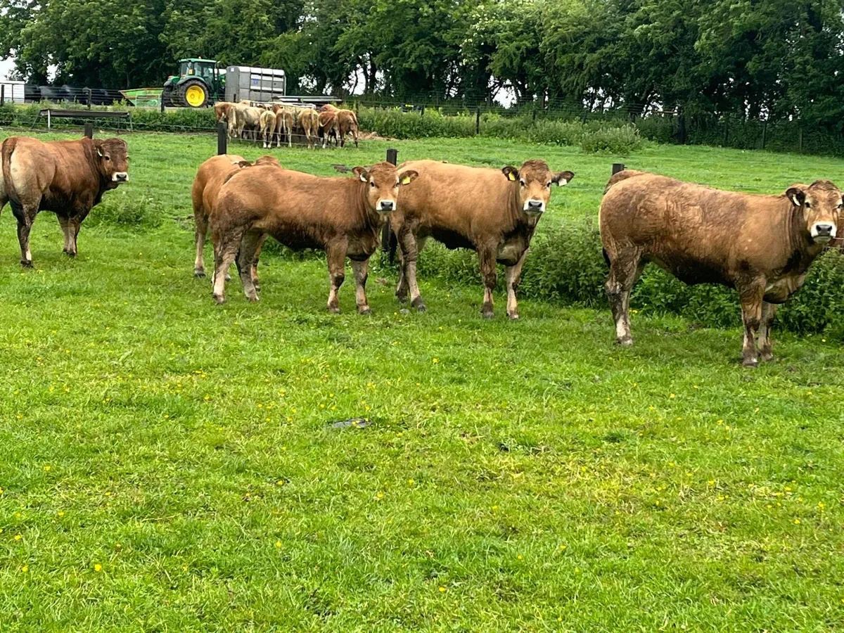 4 super  purebred Aubrac heifers - Image 3