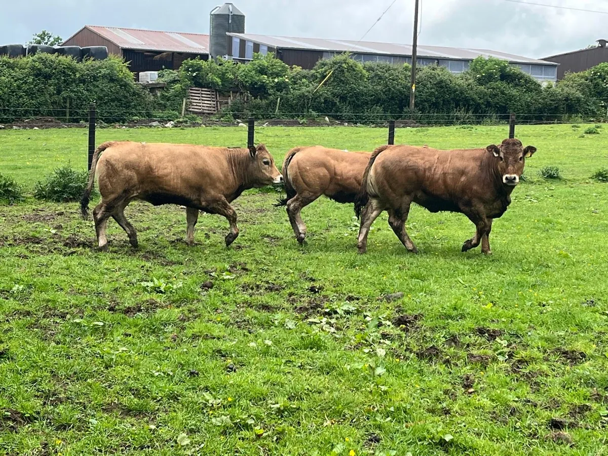 4 super  purebred Aubrac heifers - Image 4