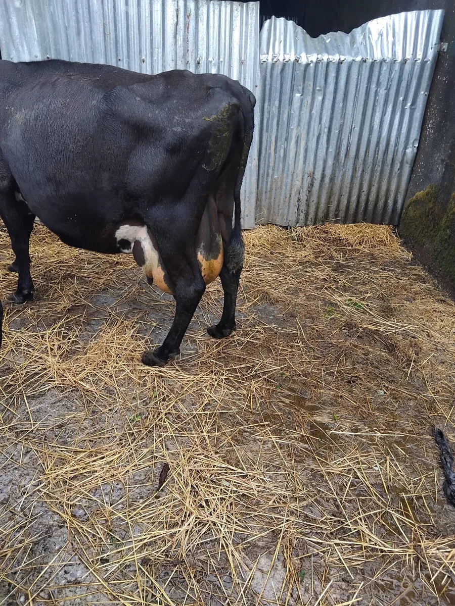 Foster cow