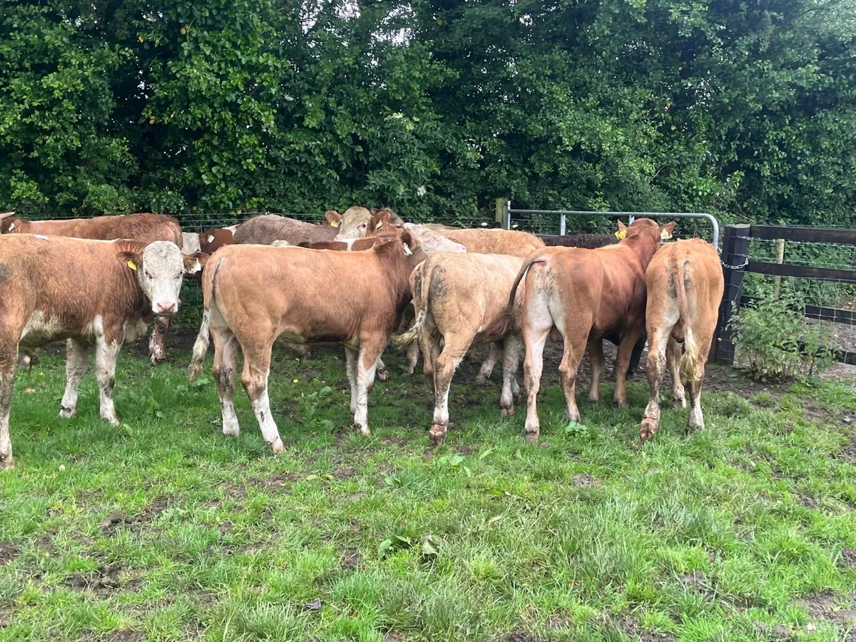 16 super continental  store bullocks - Image 1