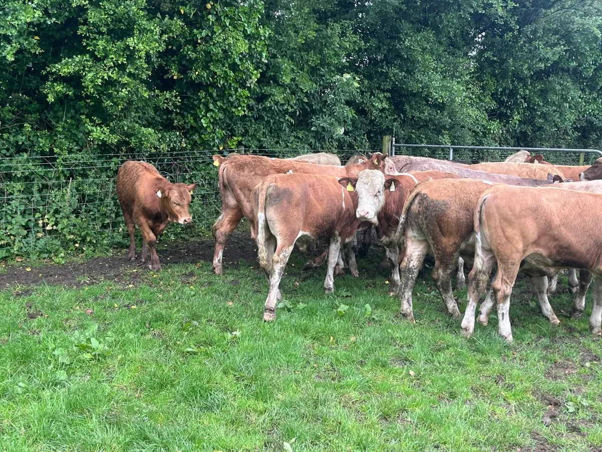 16 super continental  store bullocks - Image 2