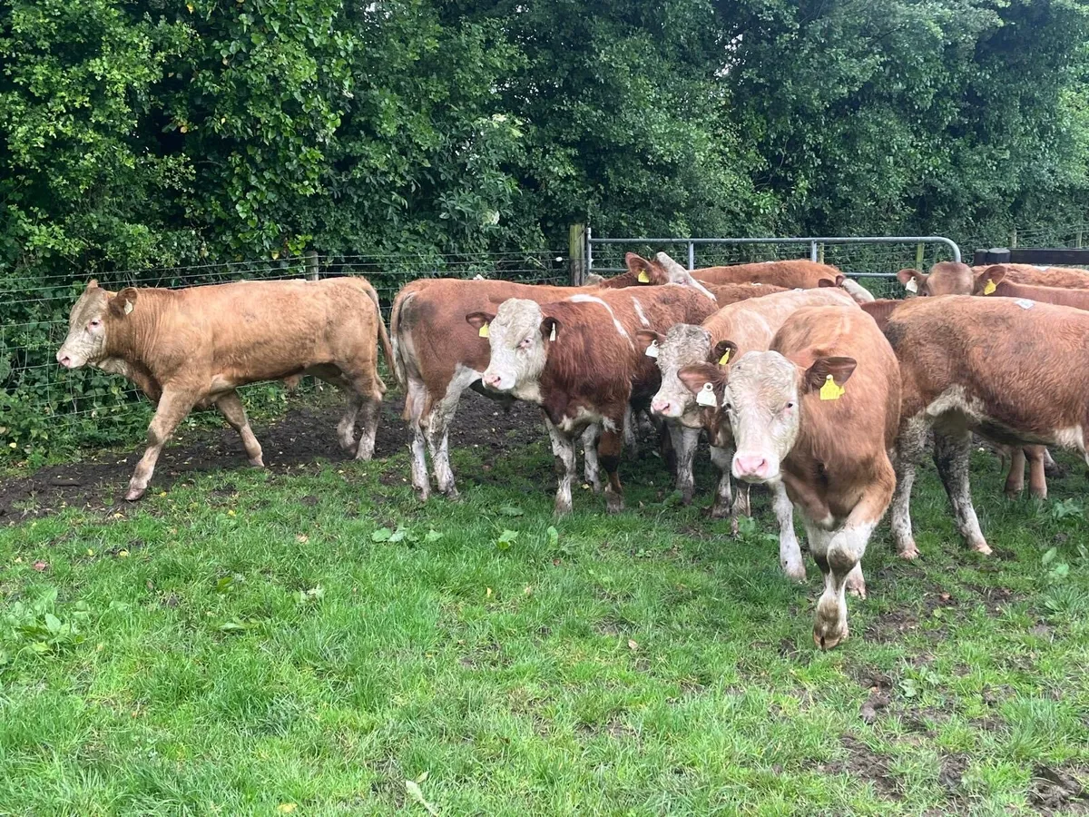 16 super continental  store bullocks - Image 3