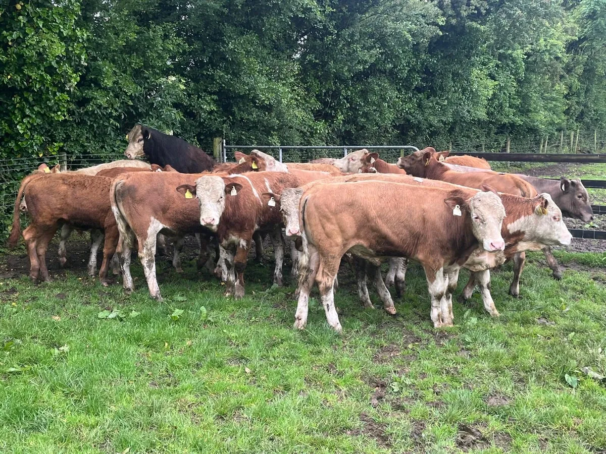 16 super continental  store bullocks - Image 4