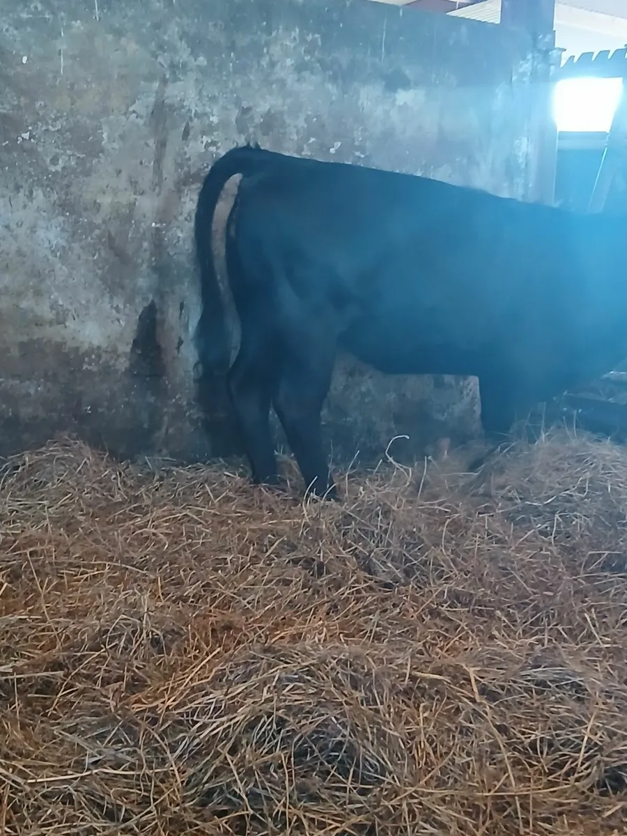 Dexter Heifer - Image 2