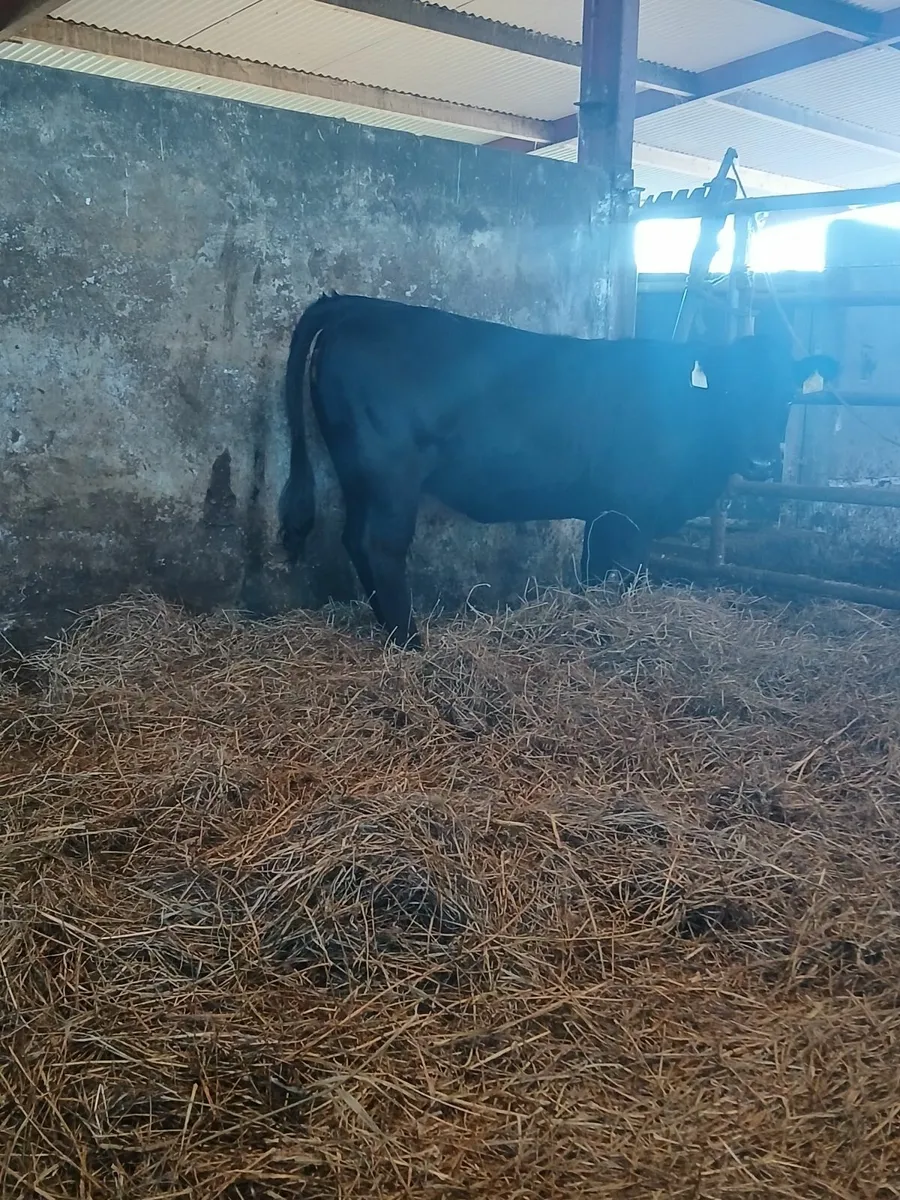 Dexter Heifer - Image 3