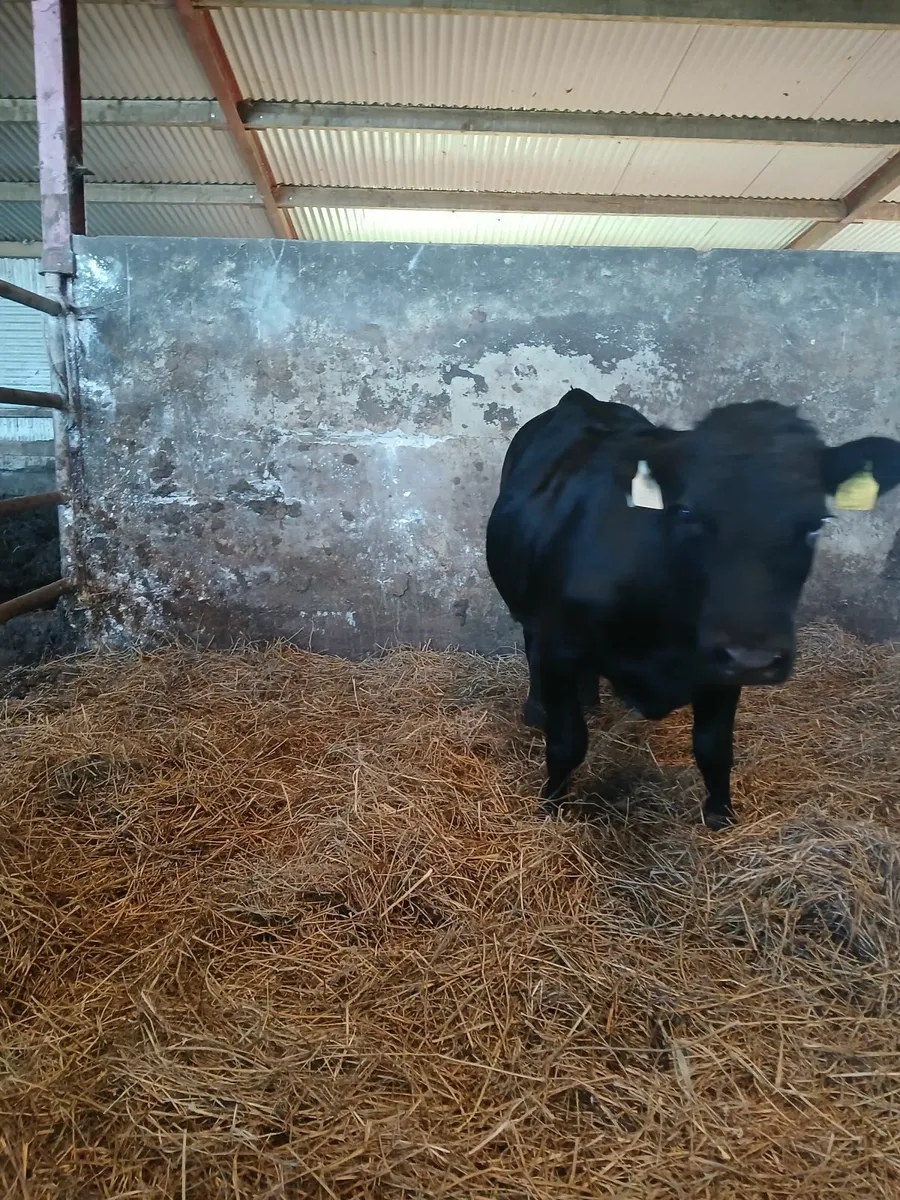 Dexter Heifer - Image 4