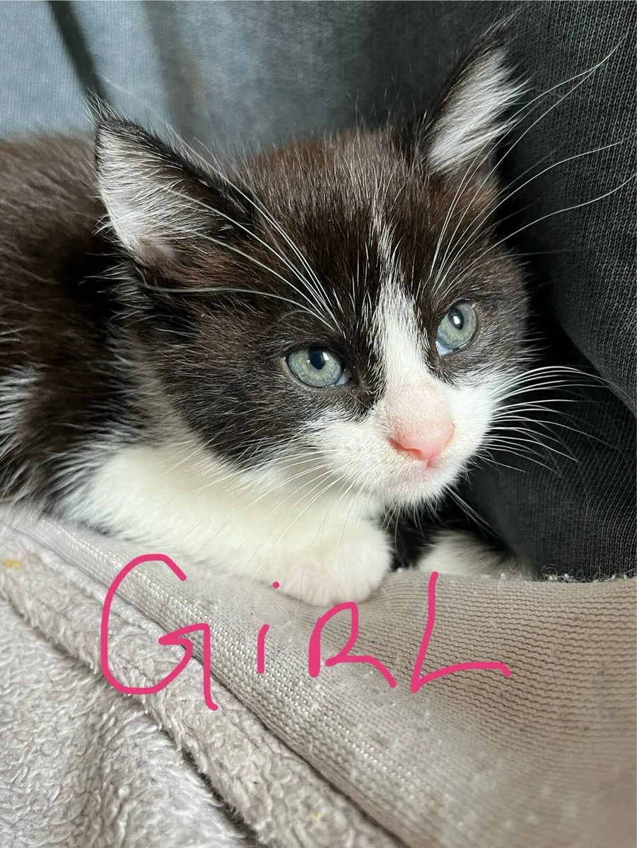 3 Kittens Ready For Their New Forever Homes - Image 1