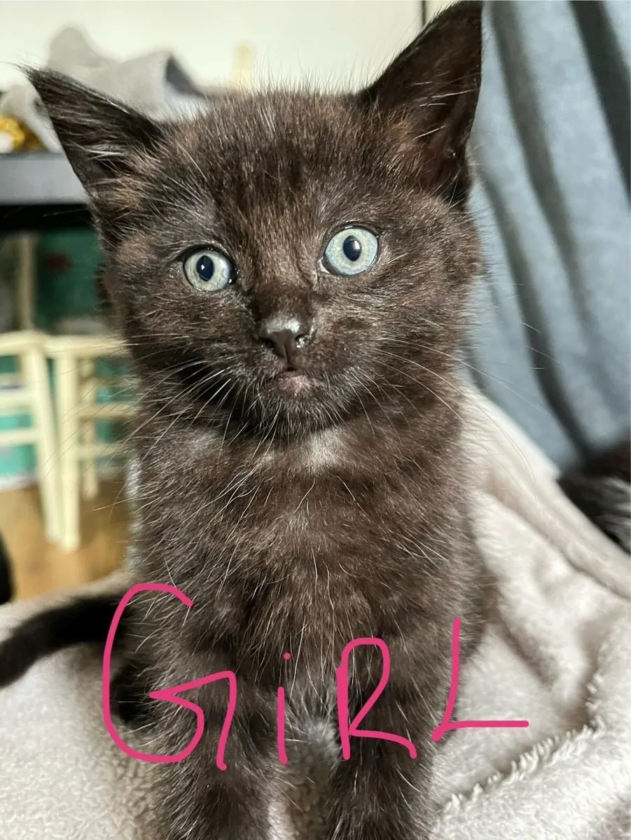 3 Kittens Ready For Their New Forever Homes - Image 3