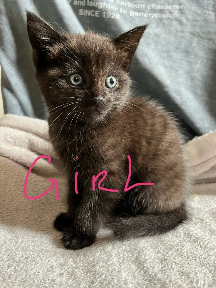 3 Kittens Ready For Their New Forever Homes - Image 4