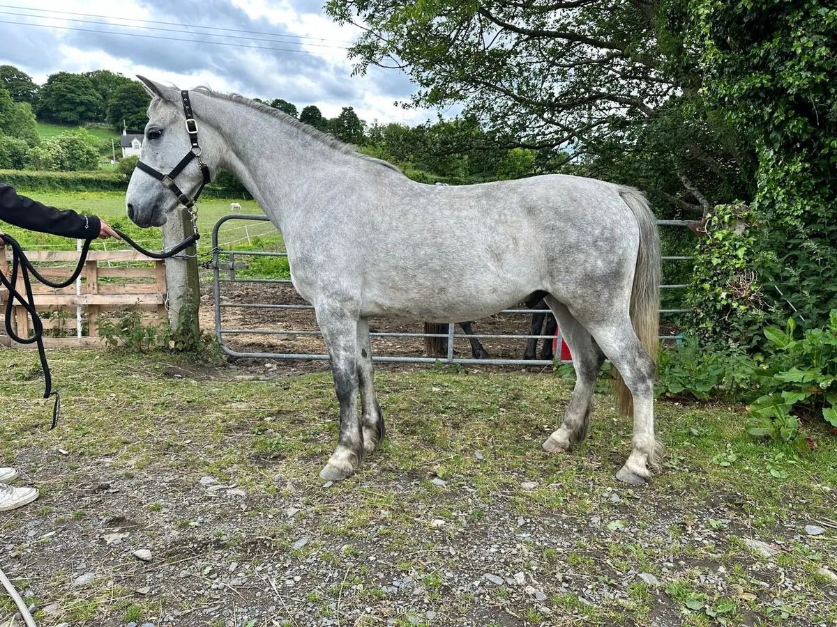 Connemara gelding - Image 2