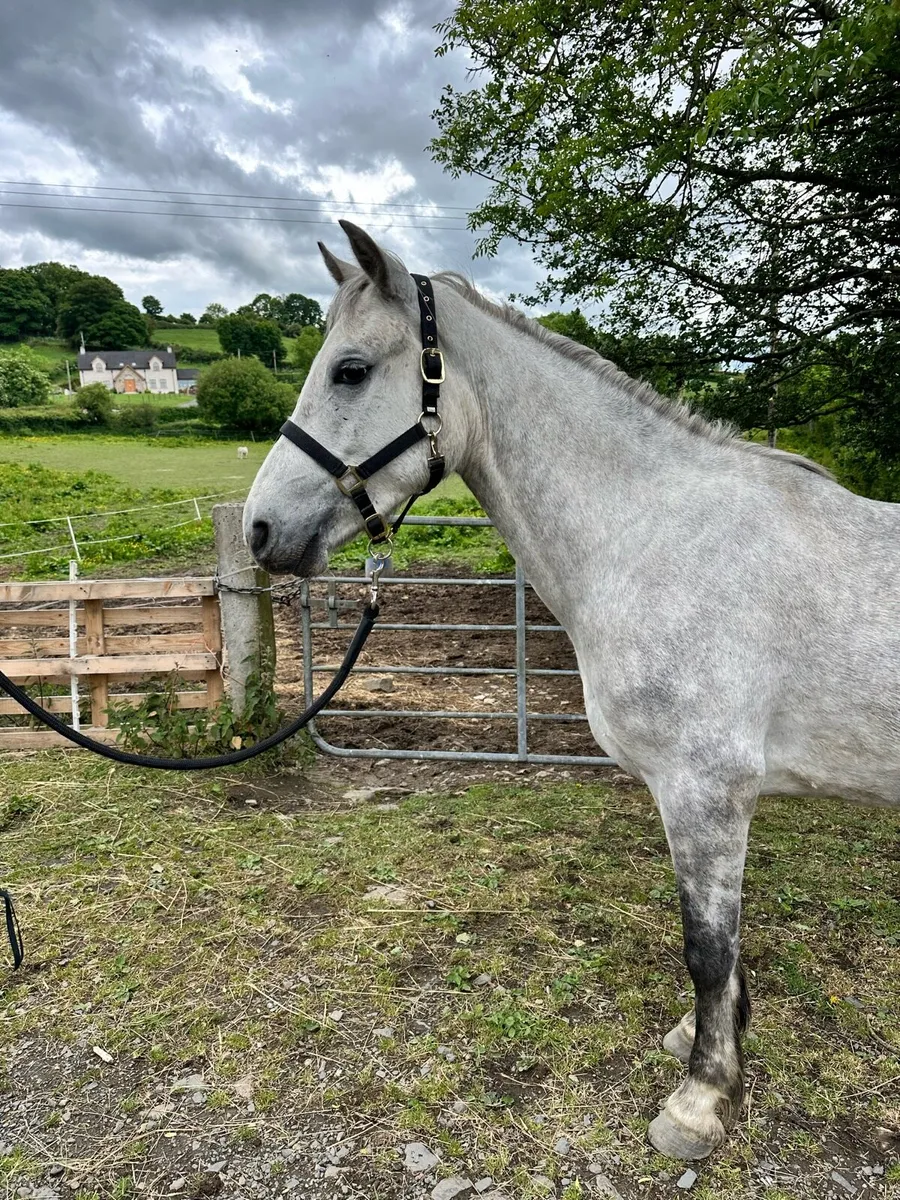 Connemara gelding - Image 3