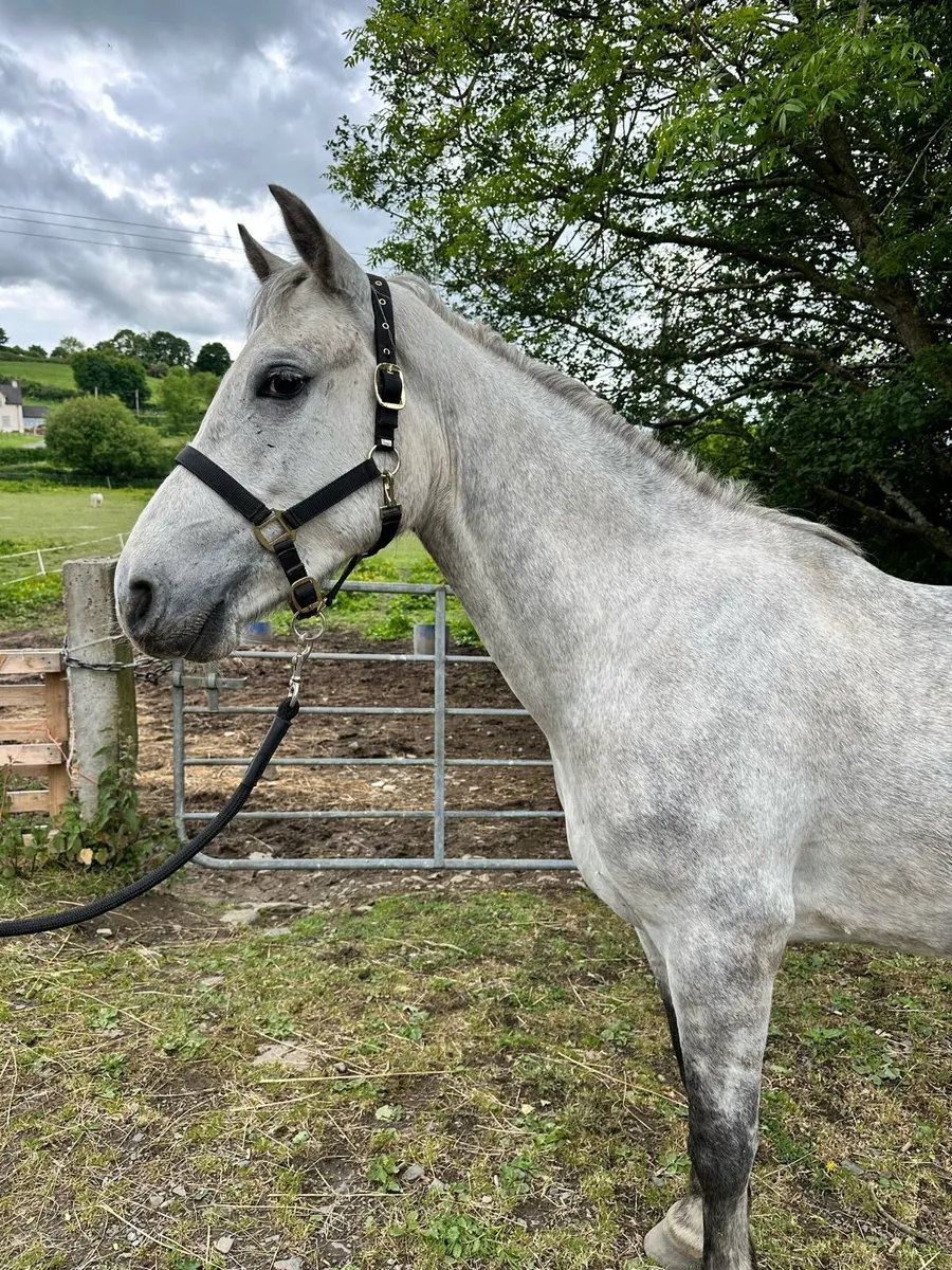 Connemara gelding - Image 4
