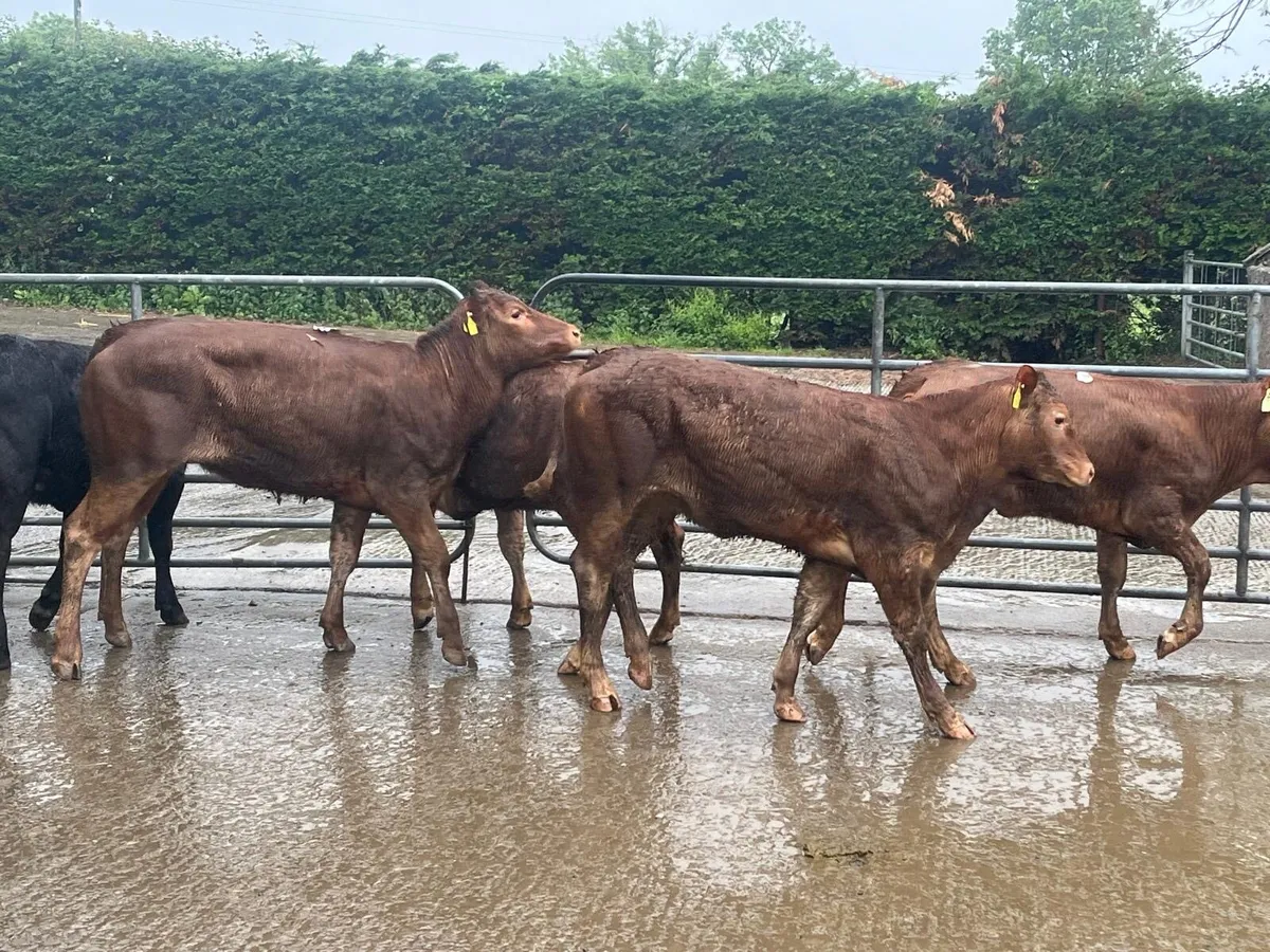 6 super limousin store heifers - Image 2