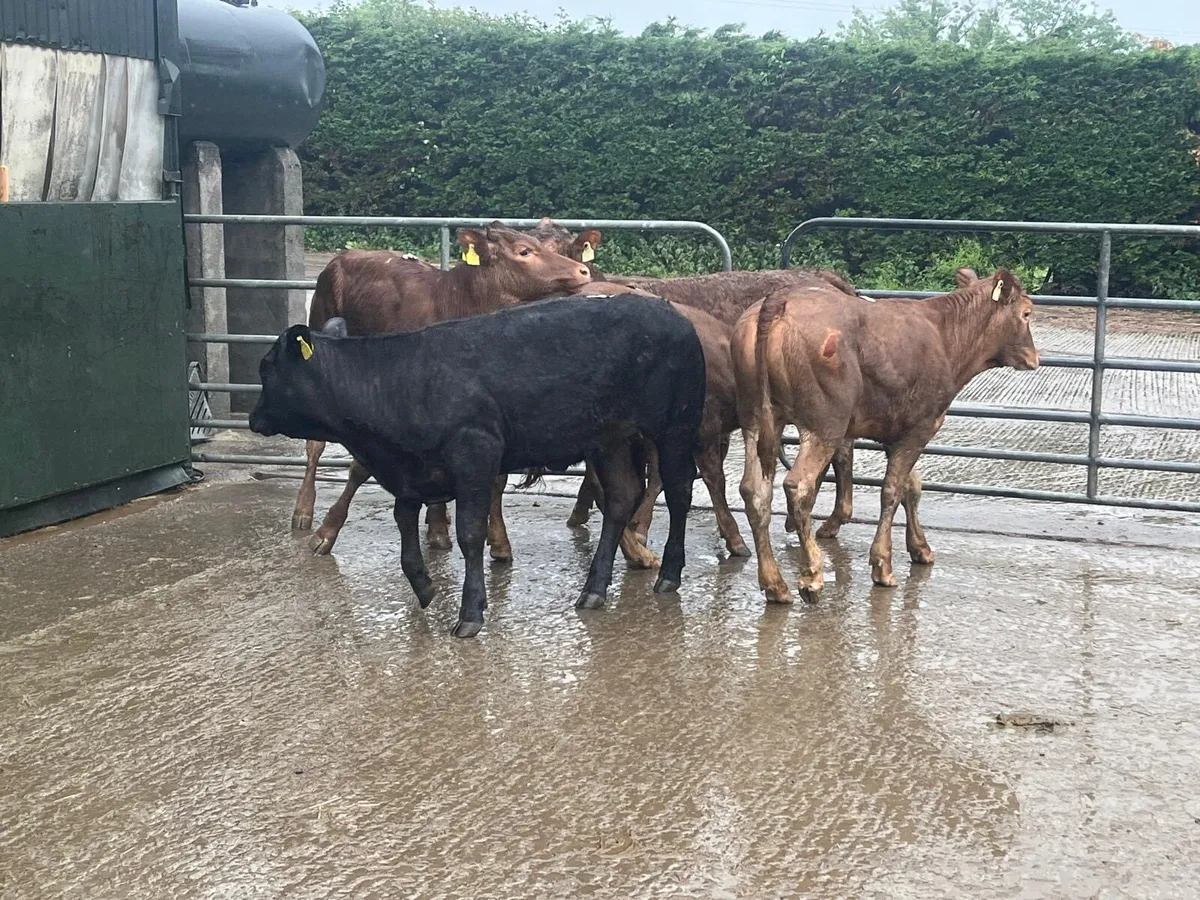 6 super limousin store heifers - Image 3