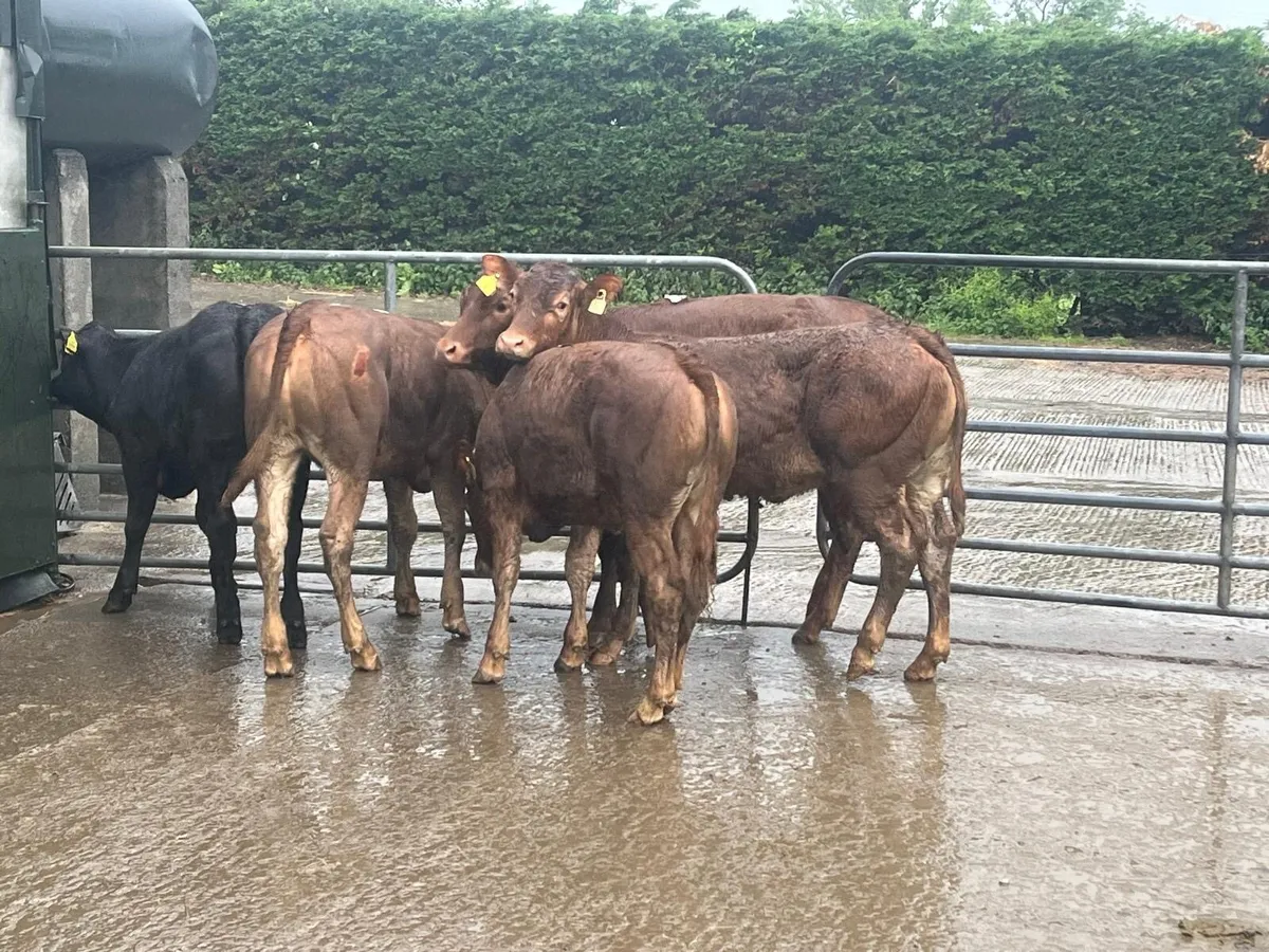6 super limousin store heifers - Image 4