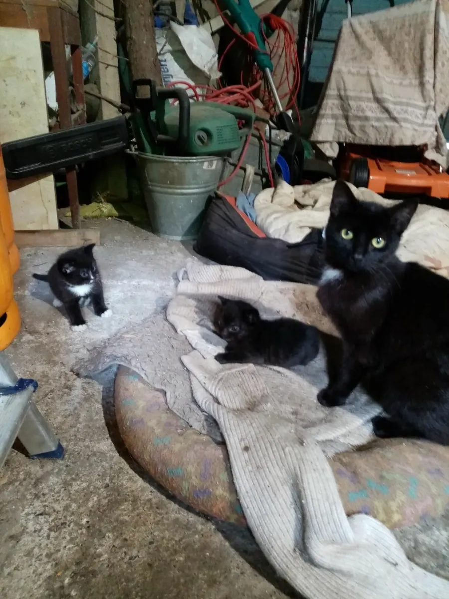 Cat and kittens