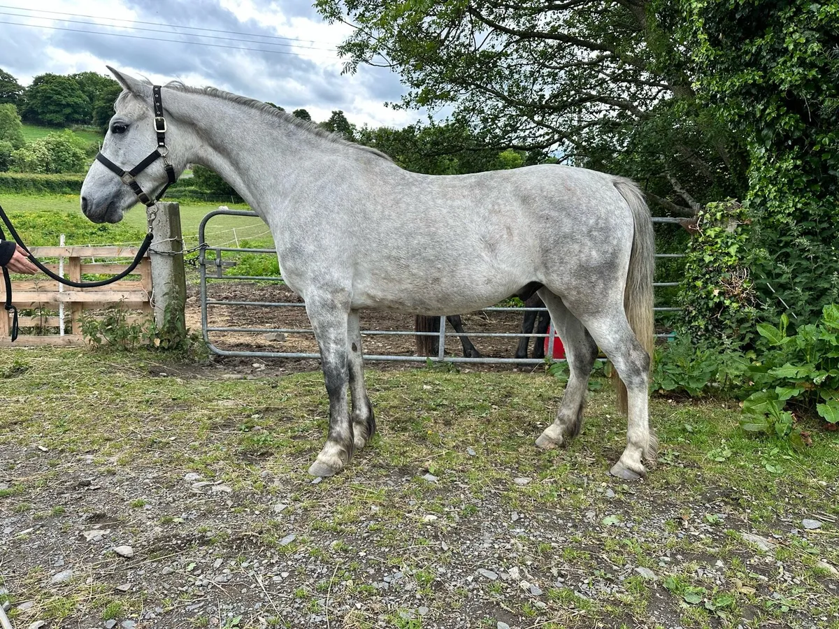 Connemara gelding - Image 1