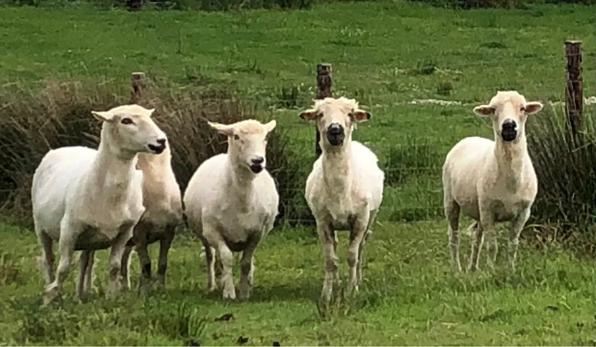 1/2 Valais Ewes - Image 1