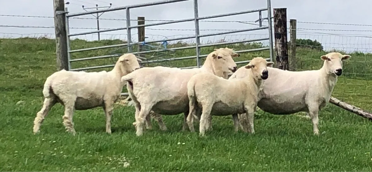 1/2 Valais Ewes - Image 2