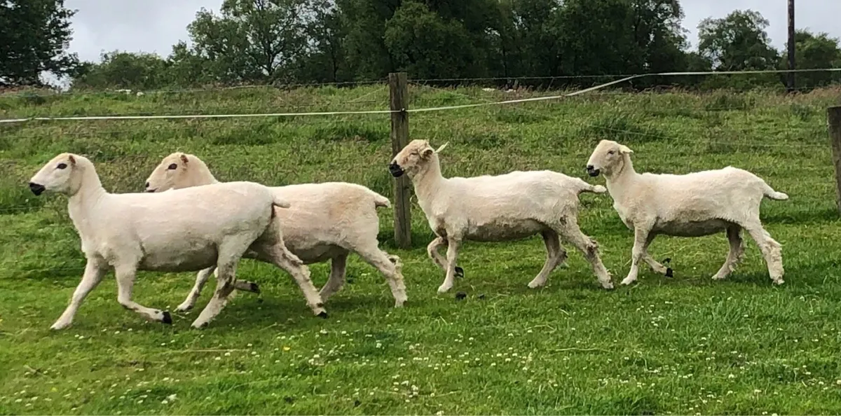 1/2 Valais Ewes - Image 3