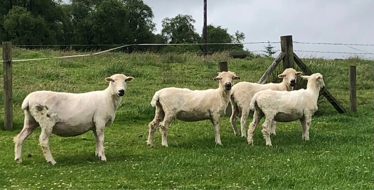 1/2 Valais Ewes - Image 4