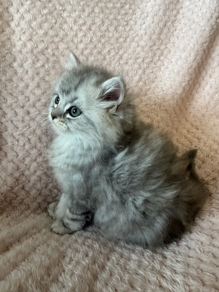 Chinchilla Persian Ragdoll Kittens - Image 3