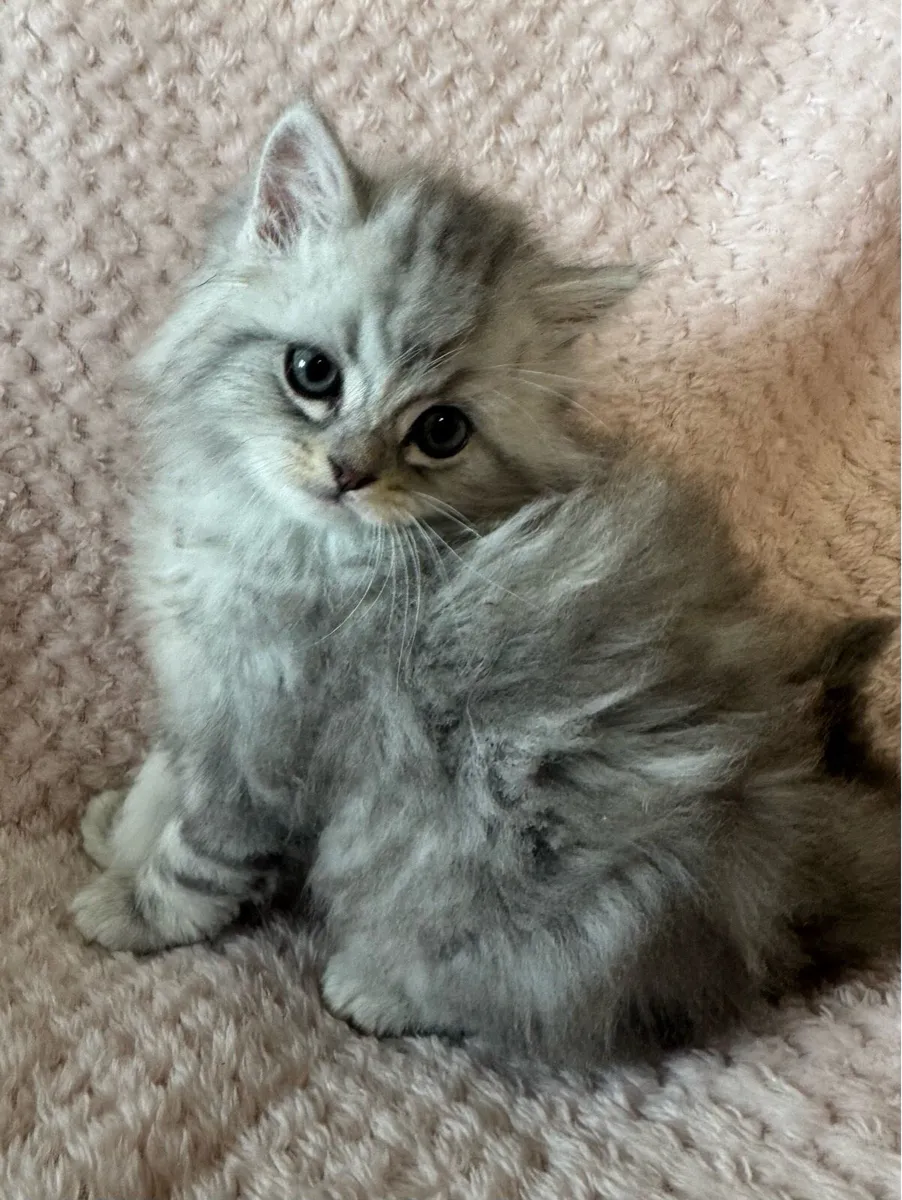 Chinchilla Persian Ragdoll Kittens - Image 1
