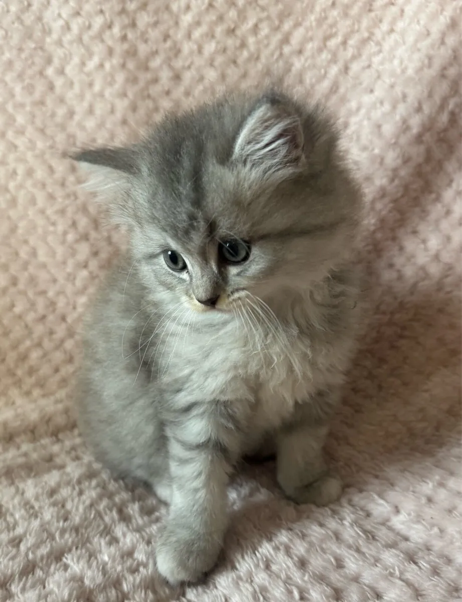 Chinchilla Persian Ragdoll Kittens - Image 4
