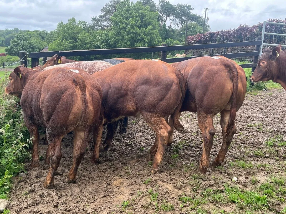 5 super red Belgian blue show heifer’s - Image 1