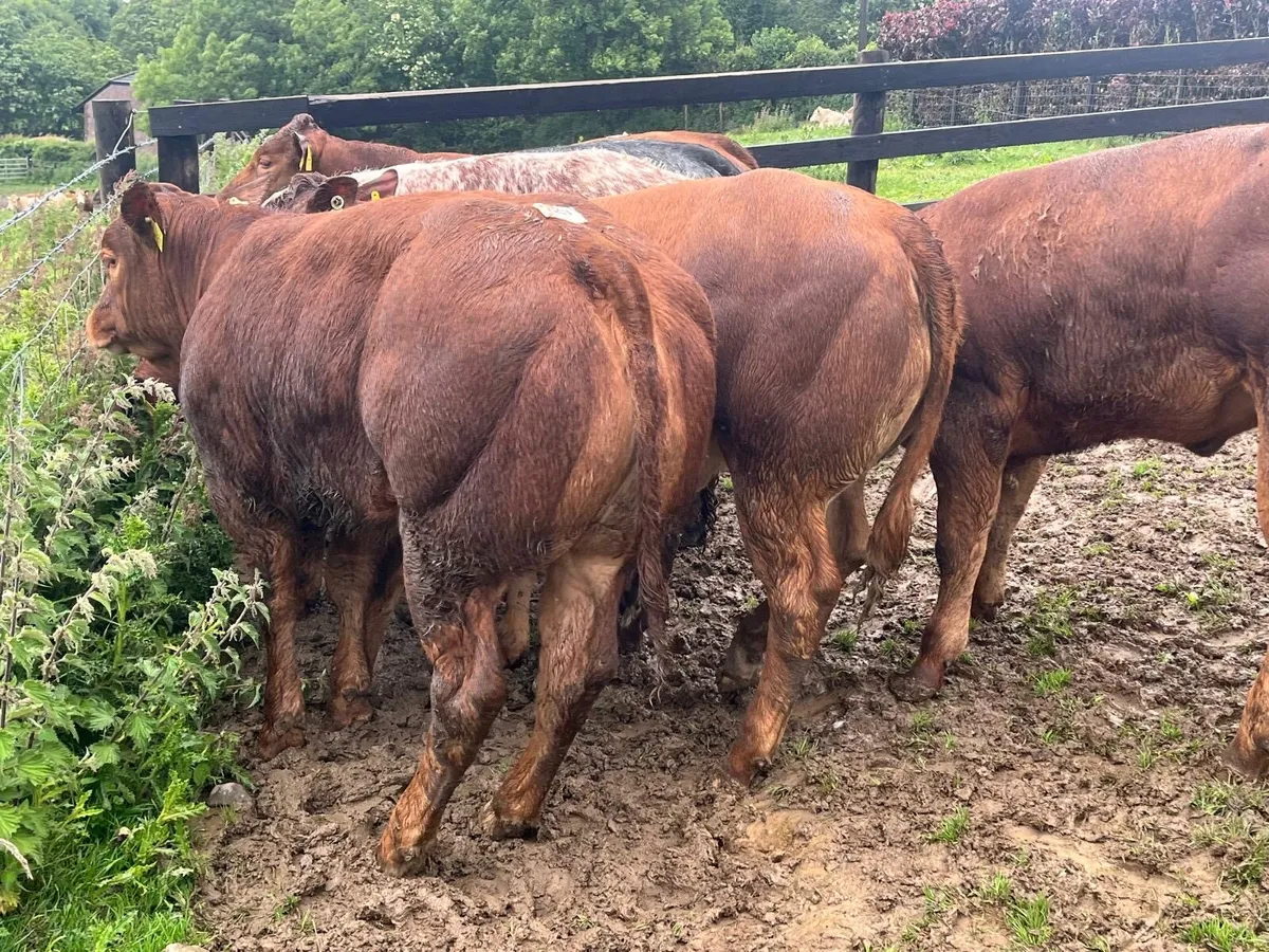 5 super red Belgian blue show heifer’s - Image 4
